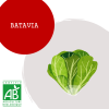 batavia