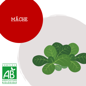 mache