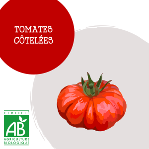 tomates_cotekl